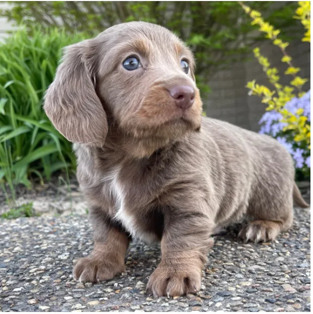 Clint - Miniature Dachshund Puppy